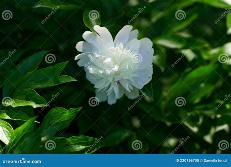 Floral Arrangement In The Craiova Botanical Garden Stock Photo Image