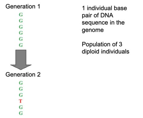 Bio lecture 17: Genetic Variation: Models & Measurement Flashcards ... 
