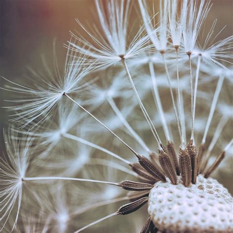 A flor dente de leão | Foto Premium