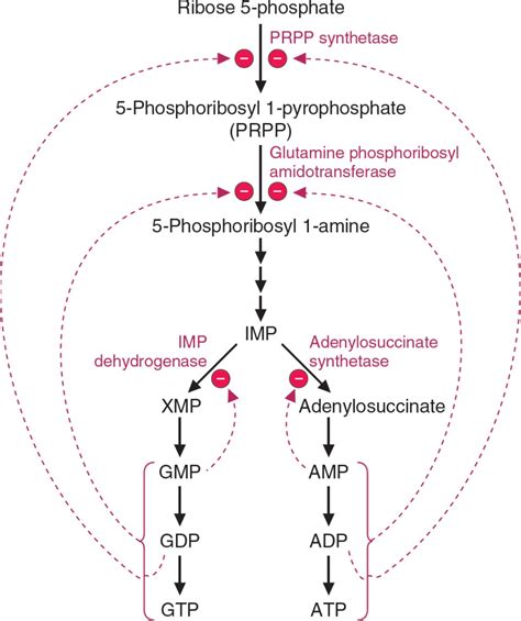 Metabolism Of Purine Pyrimidine Nucleotides Basicmedi