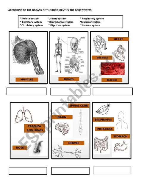 Systems Of The Body Worksheet