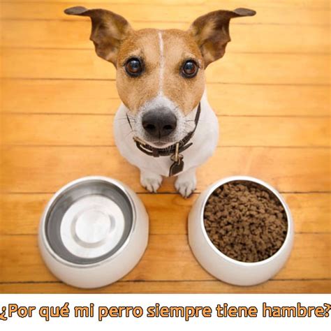 Siempre Tiene Hambre Mi Perro Como Controlarlo Causas PerrosExpertos