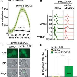 Single Cell Analysis Of Early Replication Induced Gene Expression A