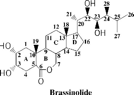 Figure 1 from BRASSINOSTEROIDS: Essential Regulators of Plant Growth ...
