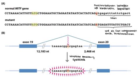 Mutation Und DNA Reparatur Flashcards Quizlet