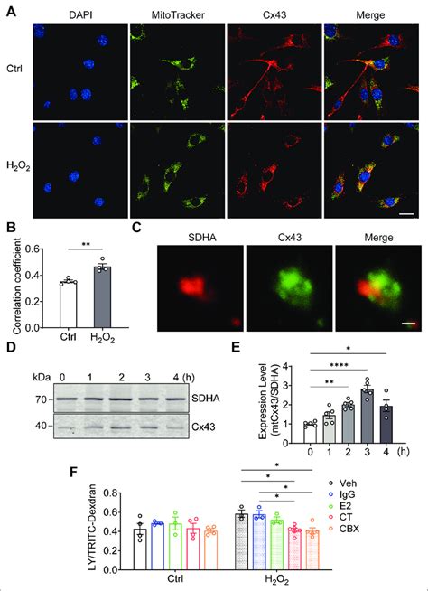 Connexin Cx Translocated To Mitochondrial And Formed Functional