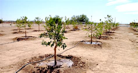 Drip Irrigation System Dreamscape Pvt Ltd