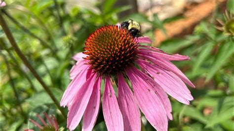 June Garden Youtube