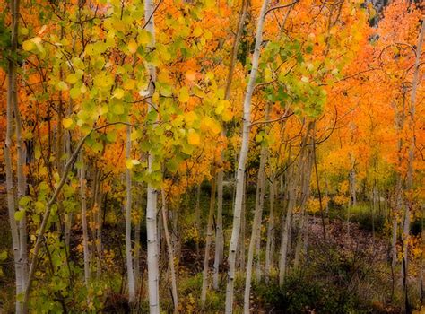 Dreamy Aspen Grove : Cottonwood Lake, Buena Vista, Colorado