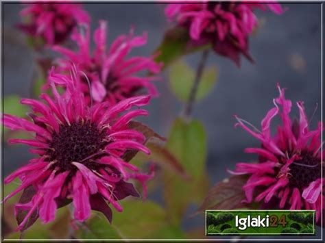 Monarda didyma Pink Supreme Pysznogłówka szkarłatna Pink Supreme