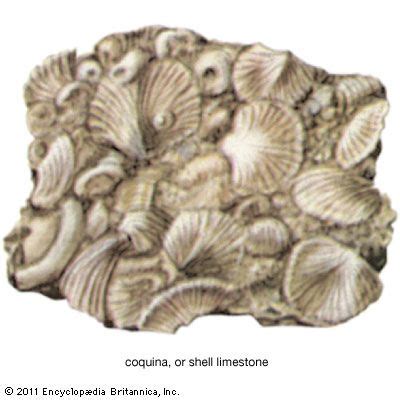 Coquina | Sedimentary Rock, Shells & Fossils | Britannica