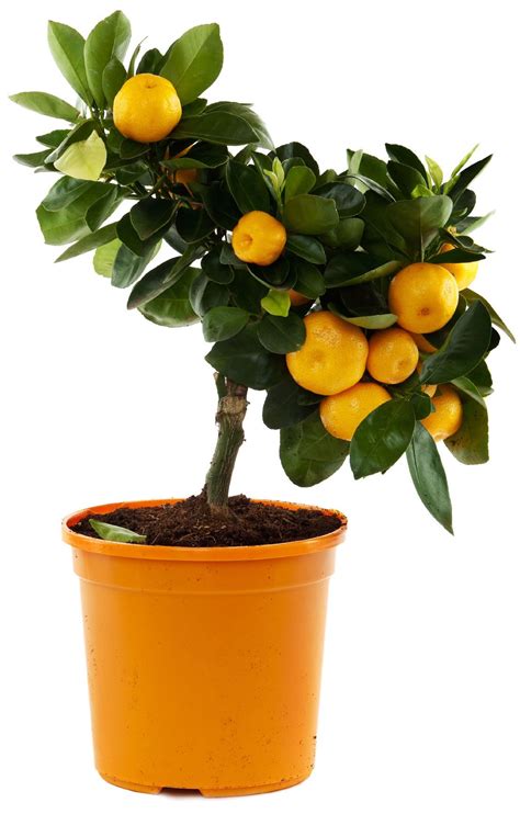 Orange Tree Container Gardening Best Orange Trees For Pots Fruit Plants Orange Plant Fruit