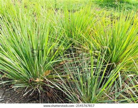 3456 Fever Grass Plant Images Stock Photos And Vectors Shutterstock