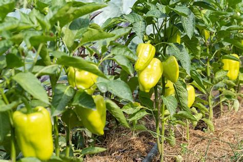 How To Identify And Control 13 Common Pepper Pests Simplym Press