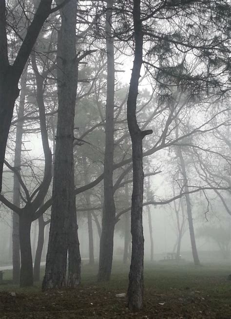 fog in the woods with benches and trees