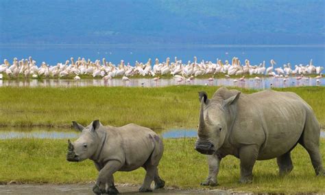 4 Days Lake Nakuru Masai Mara Kenya Safaris