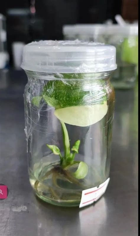 Plant Tissue Culture Glass Jar At Rs Lab Jars In Bengaluru Id