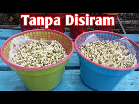 Cara Baru Membuat Kecambah Kacang Hijau Cepat Tanpa Disiram YouTube