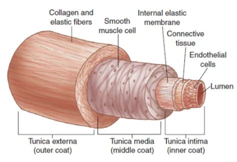 Chapter 18 Peripheral Vascular And Lymphatic Assessment Flashcards