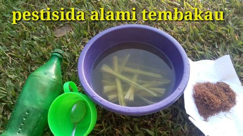 Cara Membuat Pestisida Alami Dengan Tembakau