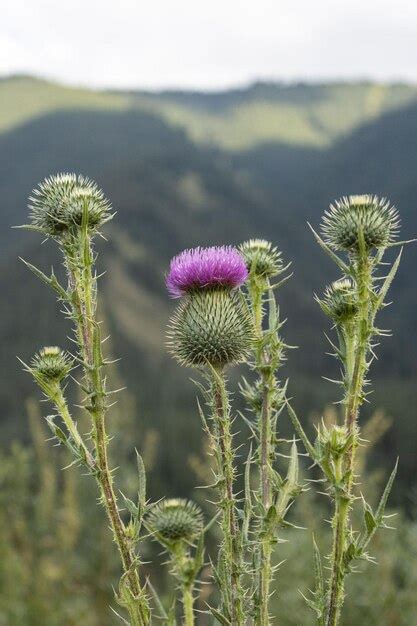 Premium Photo | Prickly flowers in the mountains