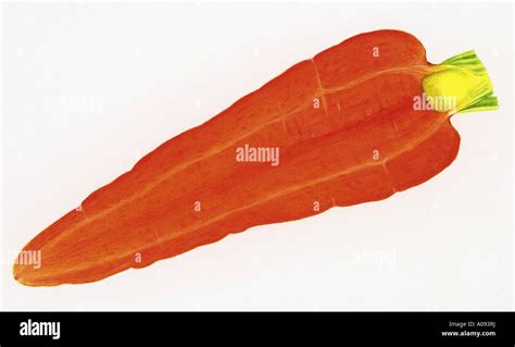 Illustration Of Cross Section Of Carrot Stock Photo Alamy