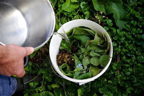 Making Seaweed Fertilizer: with added Nettles, Comfrey and Borage