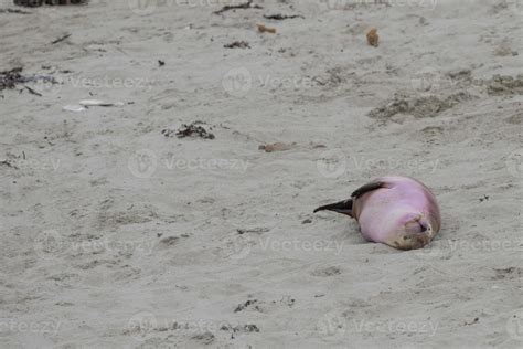 newborn australian sea lion on sandy beach background 18751920 Stock Photo at Vecteezy