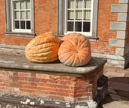 How To Grow A Giant Pumpkin Expert Tips For Bumper Fruits Homes