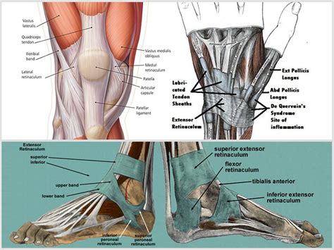 What is a Retinaculum? - Fahrenheit Massage