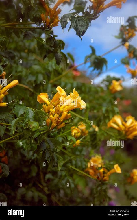 Campsis Radicans Yellow Hi Res Stock Photography And Images Alamy