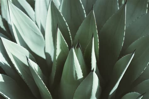 Principales Cuidados del agave | La Luna Mezcal