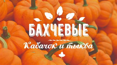 Выращивание тыквы видео. Выращивание кабачка видео.