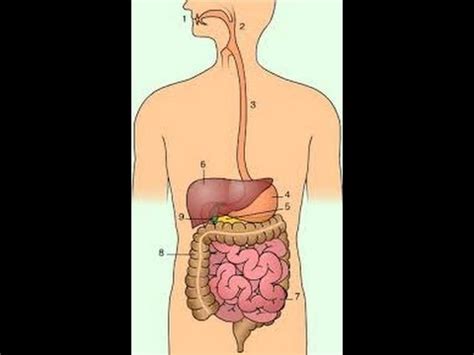 Como Dibujar El Sistema Digestivo Facil Para Ninos Tu Sistema Digestivo