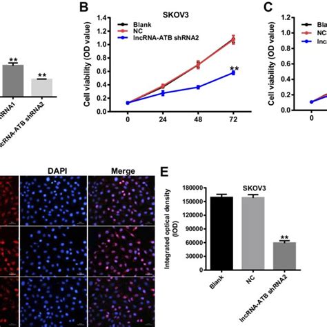 Lncrna Atb Silencing Inhibited The Proliferation Of Ovarian Cells A