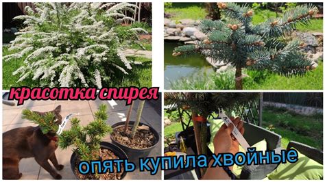 Новые хвойные! Ель белобок, ель Лаки Страйк. Спирея серая Грэфшейм ...
