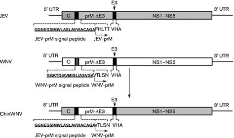 Schematic Representation Of The Construct For The Infectious CDNA Clone