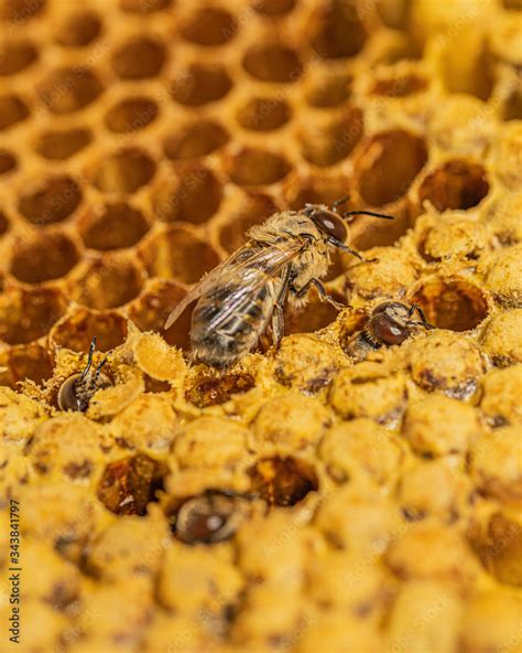 Foto de Drohne schlüpft aus Brutzelle einer Wabe aus Wachs in einer