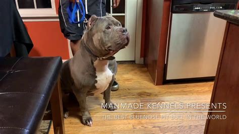 Most Beautiful Bluenose Pitbull In The World Gigantic Head On Blue