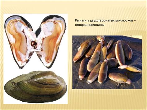 Рычаги в природе и технике - online presentation