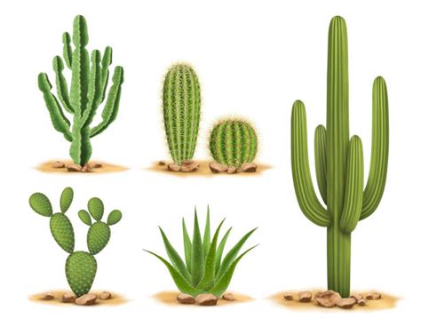 Cactus Illustrations Royalty Free Vector Graphics And Clip Art Istock