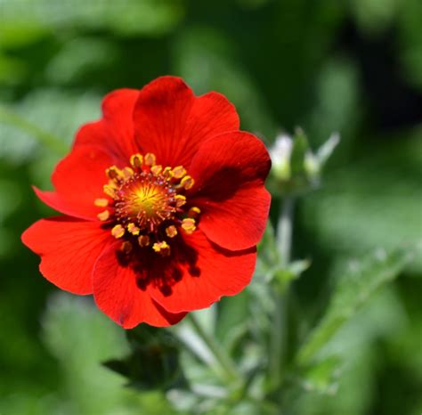 Strawberry Red This Flower Has Leaves Which Look Like The Flickr