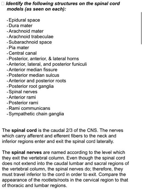 SOLVED: Identify the following structures on the spinal cord models (as seen on each): Epidural ...