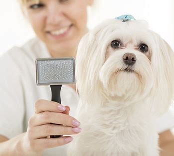 Oh My Dog! Grooming Spa - Pet Grooming Menu