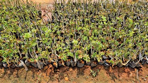 Lineup Of Plantation Of Rose Hedge Plant Mulched With Manure In Plastic