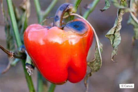 Paprika Wird Schwarz Was Tun Bei Dunklen Flecken