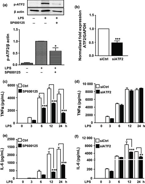 Knockdown Of Activating Transcription Factor Atf2 Inhibits The