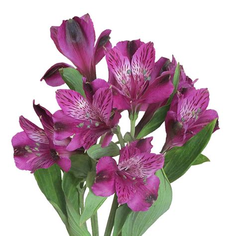 Купить альстромерию в Барановичах, заказать доставку букета - ArsFlora.by