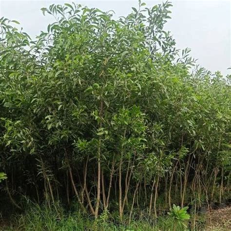 Acacia Auriculiformis Plant At Best Price In Chilkana Sultanpur By