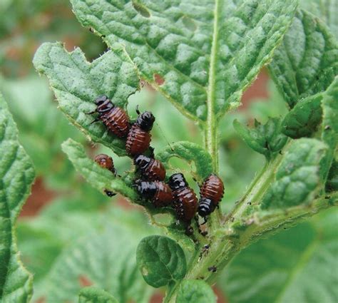 Patates Böceği Leptinotarsa Decemlineata Tanımı Yaşayışı Zarar Şekli Ve Mücadelesi